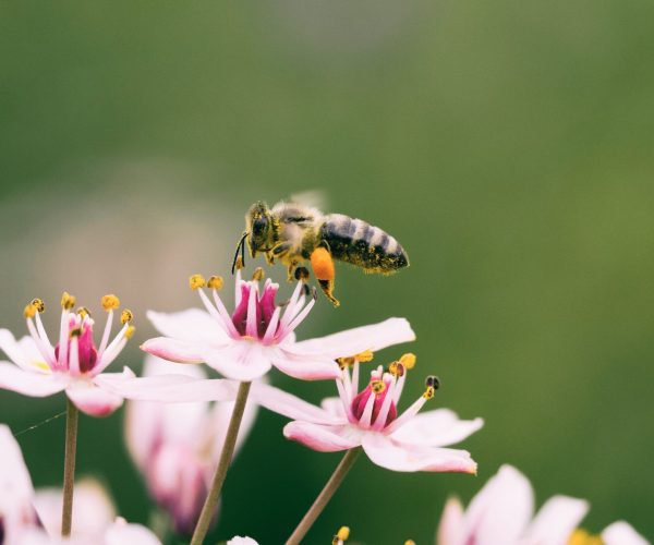 aaron-burden-6csuZQ9oZcI-unsplash